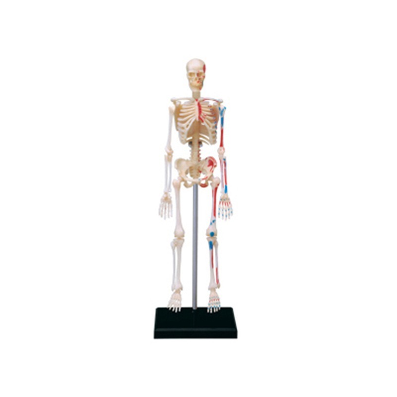 Medical Lab Technology - 4d Menschliches Vollskelett Anatomie Modell Puzzle