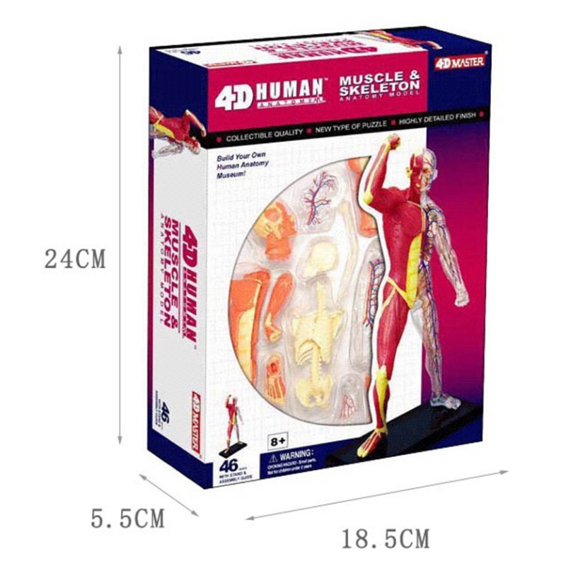 4d Master Menschliches Muskel  – Medical Lab Technology Bewertung und Preis