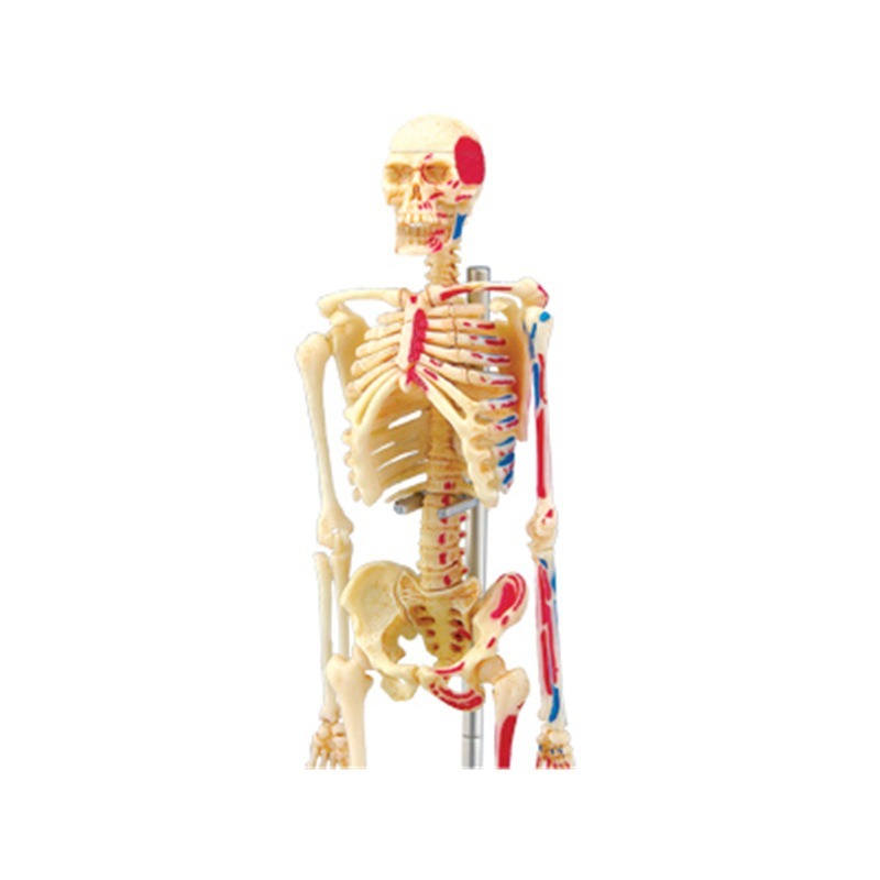 4d Menschliches Vollskelett An – Medical Lab Technology Bewertung und Preis