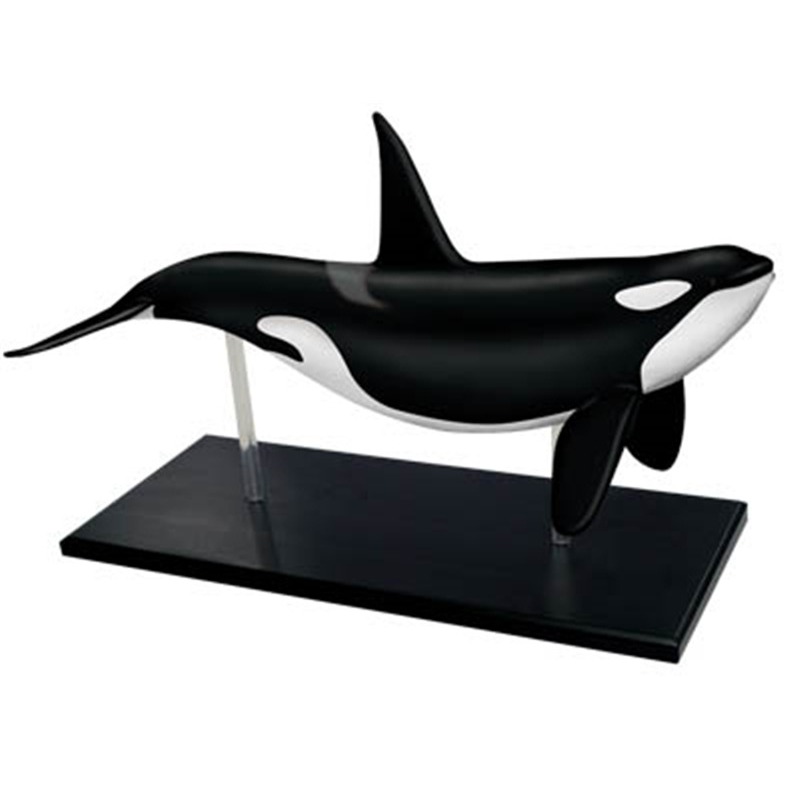 4D Vision Orca Wal Skelett Ana – Medical Lab Technology Bewertung und Preis